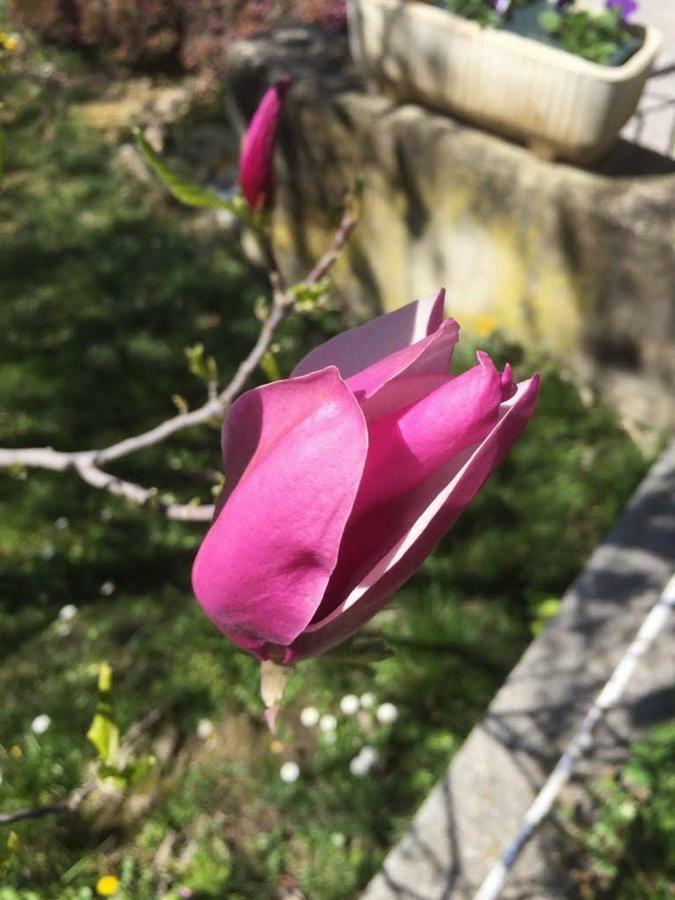 Magnolia Locazione Turistica Apartamento San Giacomo  Exterior foto